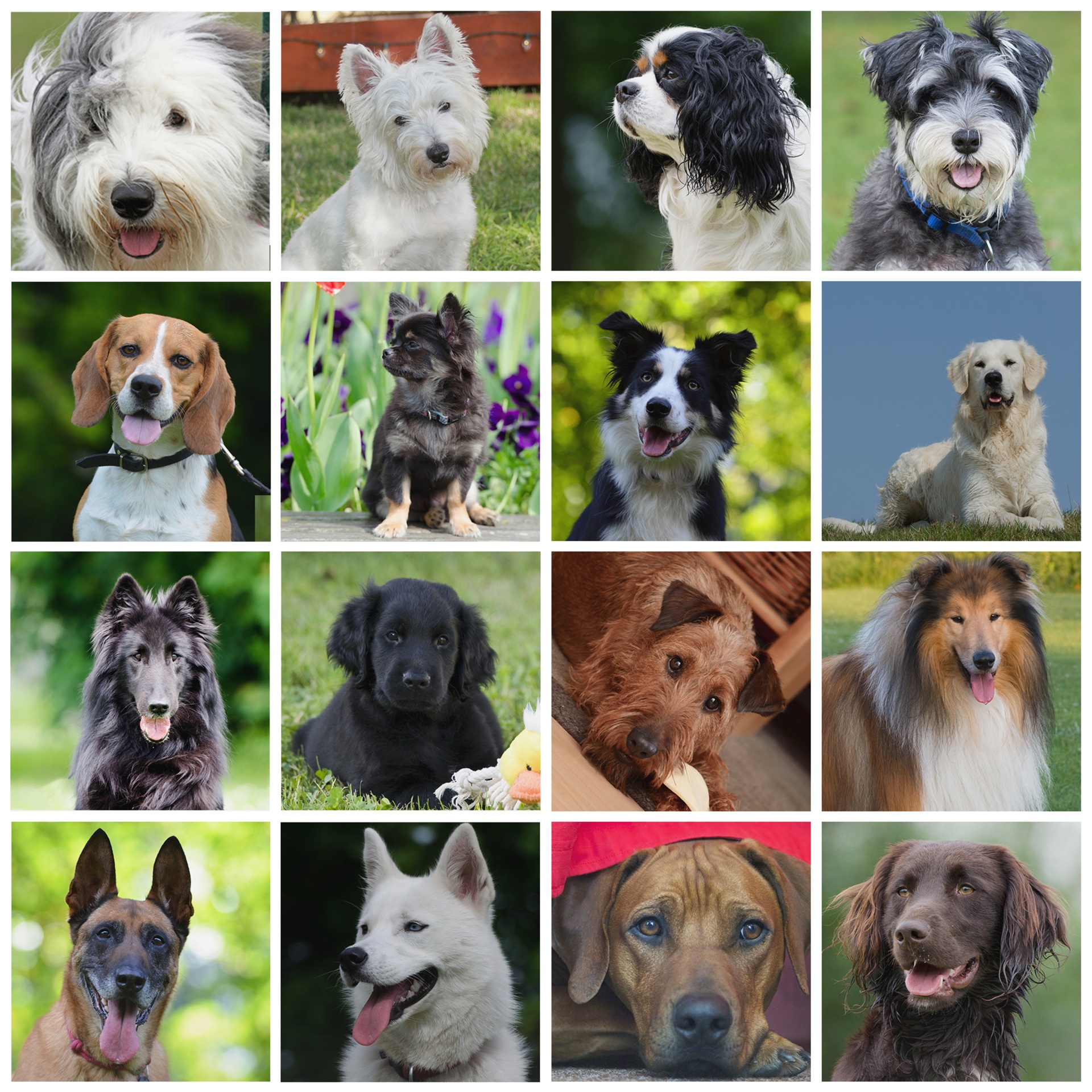 Dog breeds in today’s world