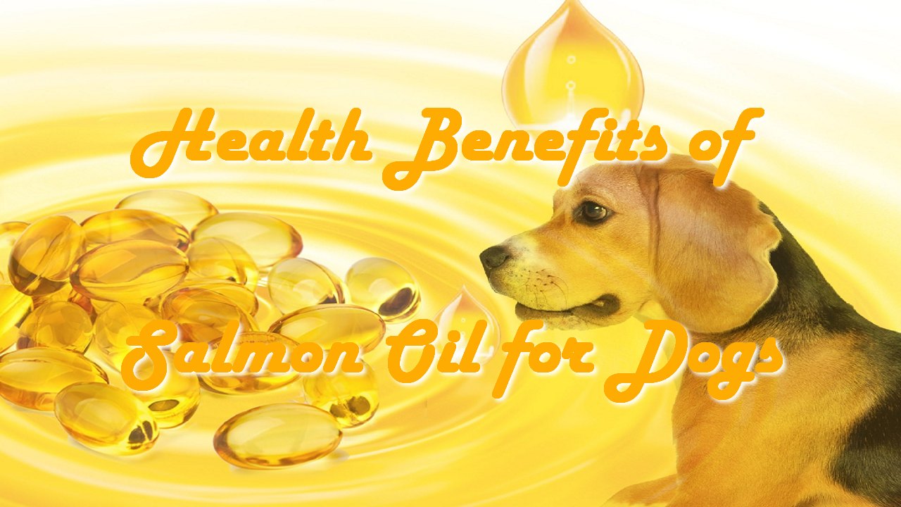 Health Benefits of Salmon Oil for Dogs