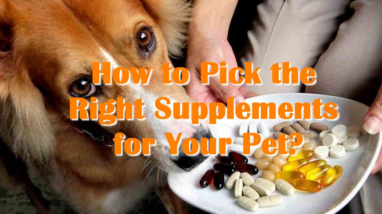 How to Pick the Right Supplements for Your Pet?